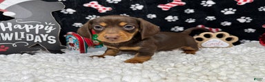Miniature Dachshund Puppy 1