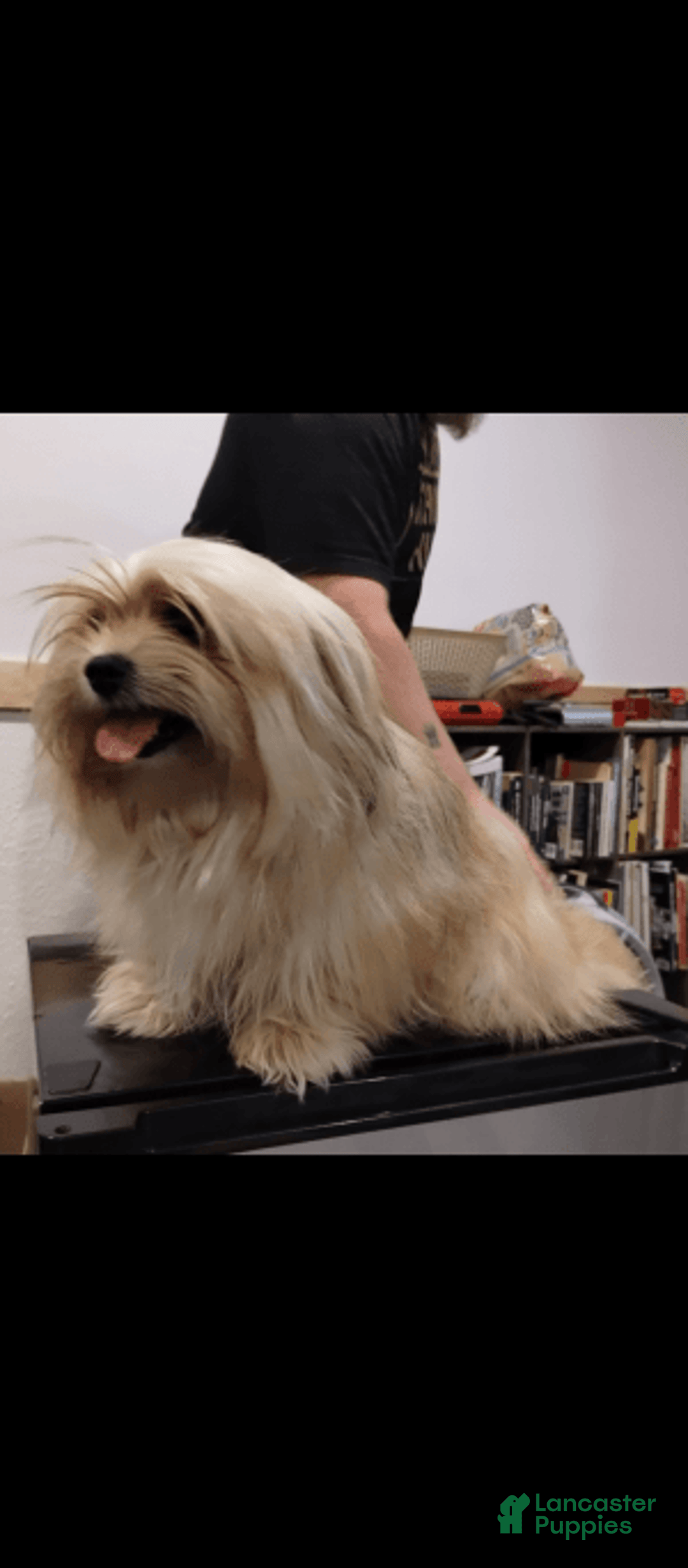 Gallery Image {{count}}