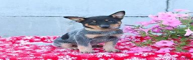 Axel