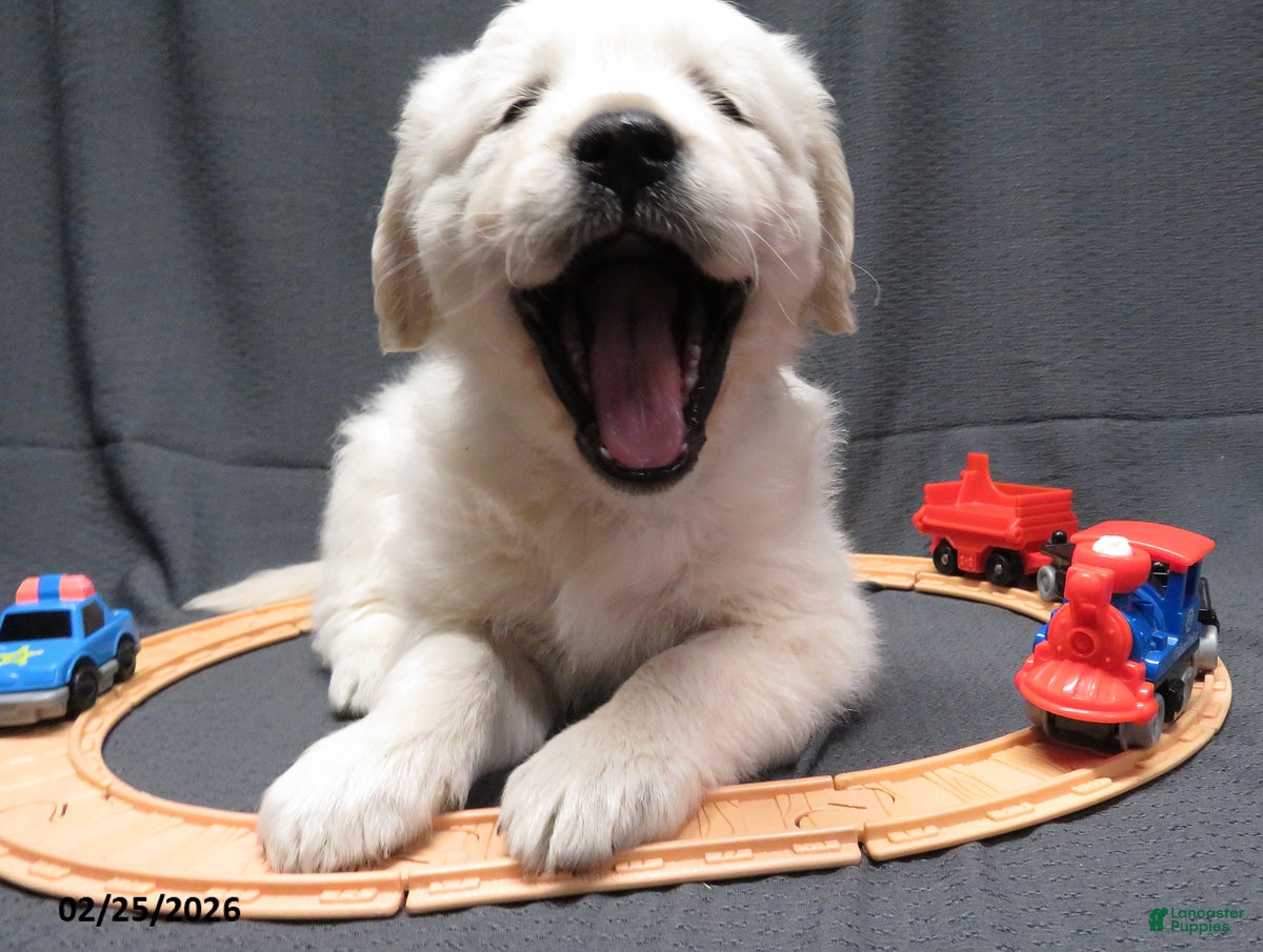 Golden Retriever dogs Gordie - Ad 2