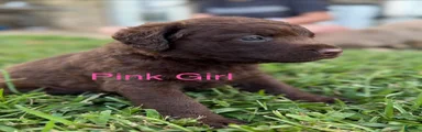 Pink Collar Girl
