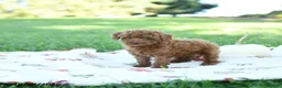 Toy Poodle dogs for sale: Almond - Ad 3