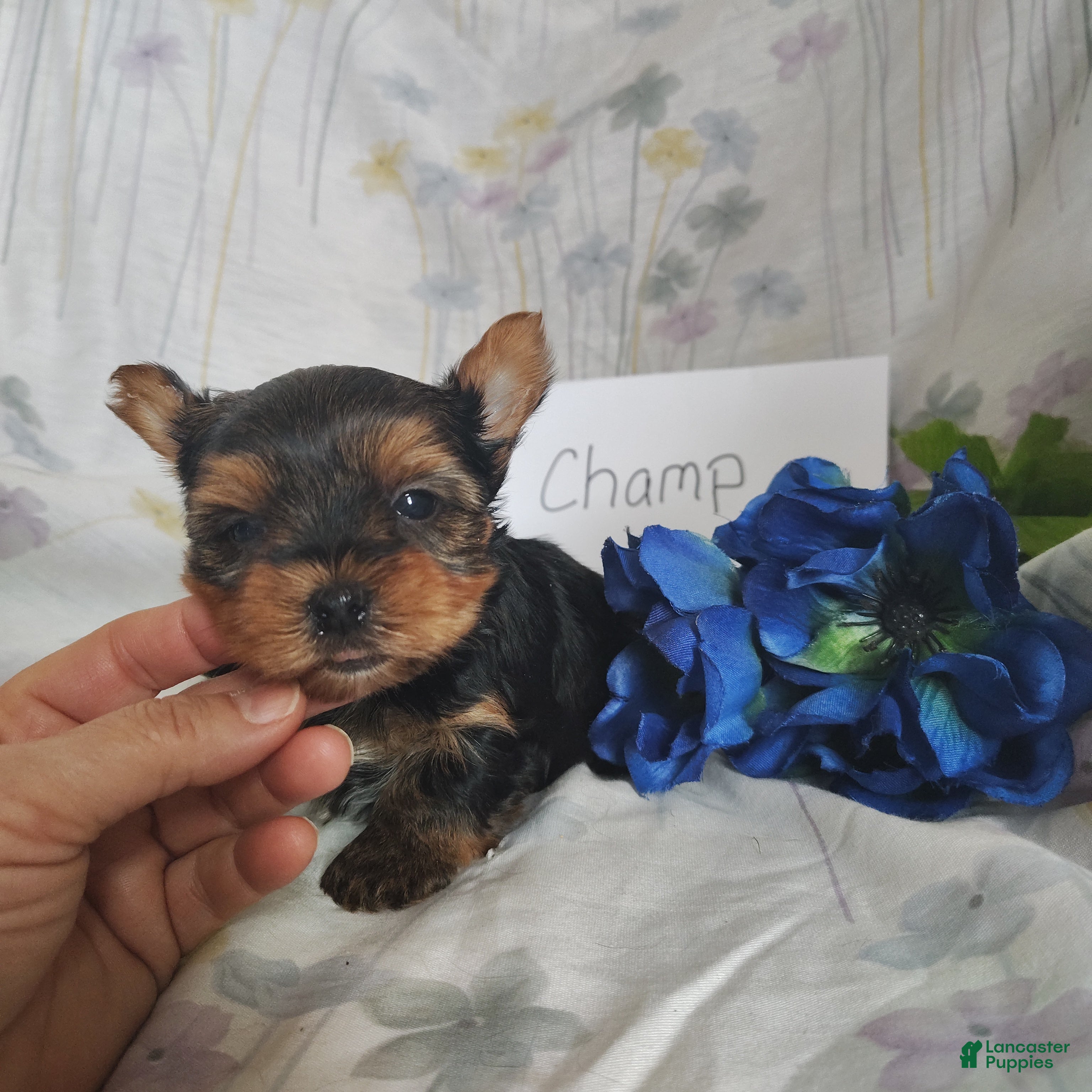 Yorkshire Terrier dogs Champ - Ad 2