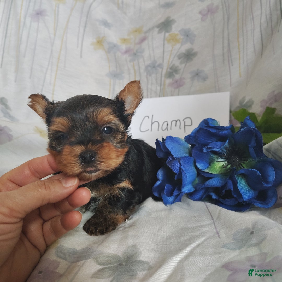 Yorkshire Terrier dogs for sale: Champ - Ad 1