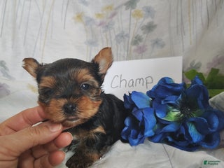 Yorkshire Terrier dogs Champ - Ad 36