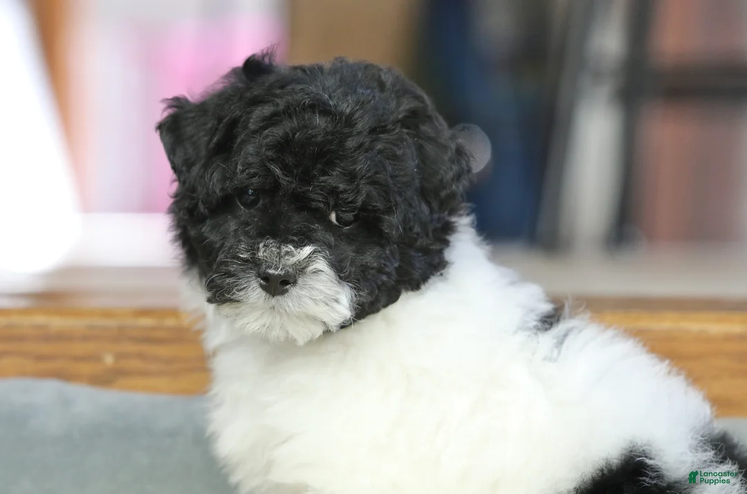 Miniature Poodle dogs for sale: Paislee - Ad 9