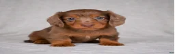 Miniature Dachshund dogs for sale: AKC Rose - Ad 4