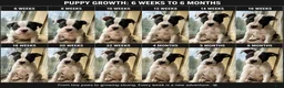 American Bully dogs for sale: American Bully 1 - Ad 2