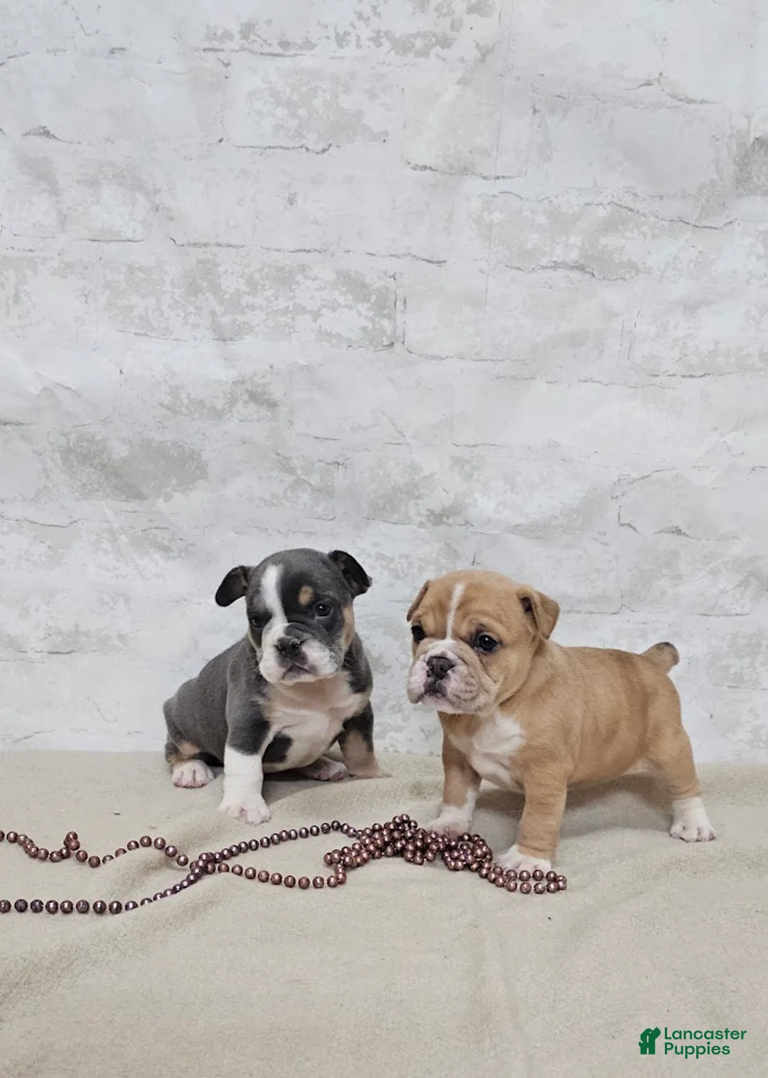 Mixed Breed dogs for sale: Mixed Breed Puppy 6 - Ad 5