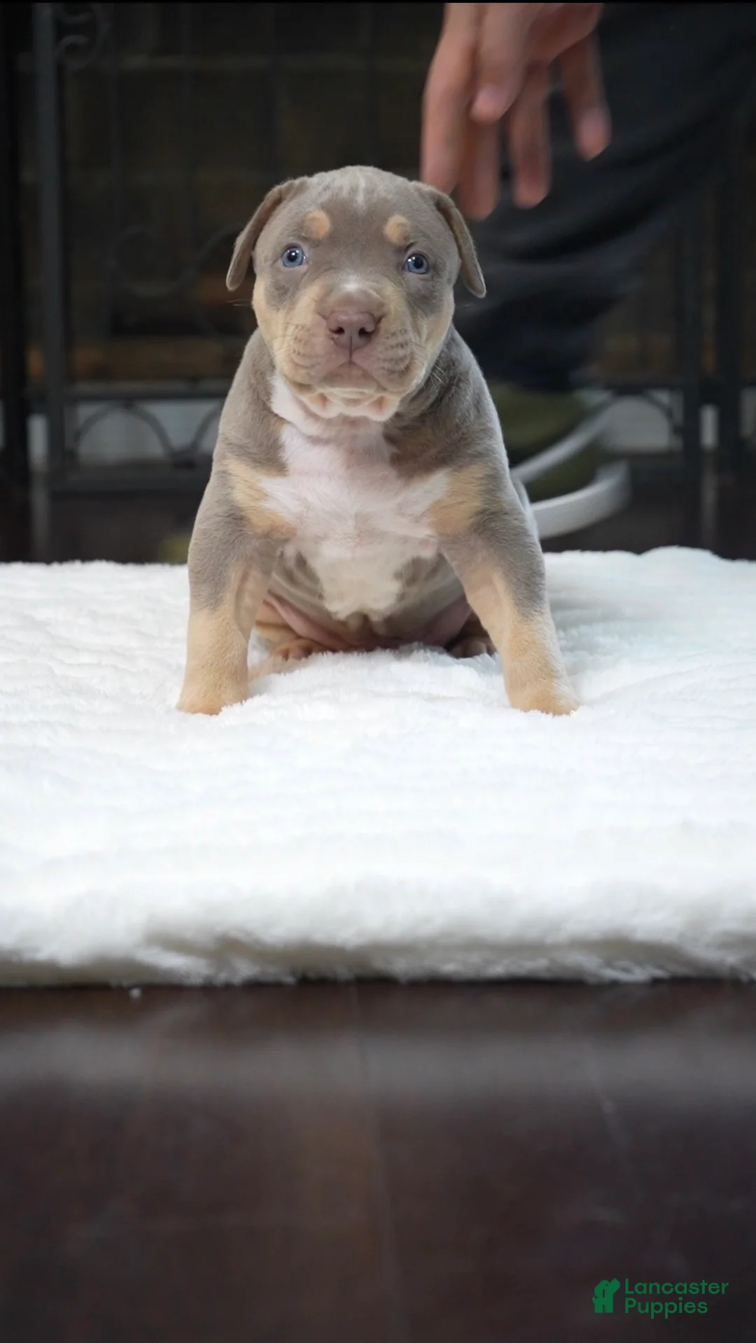 American Bully dogs for sale: American Bully Puppy 1 - Ad 1