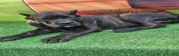 Cane Corso dogs for sale: ELLA - Ad 10