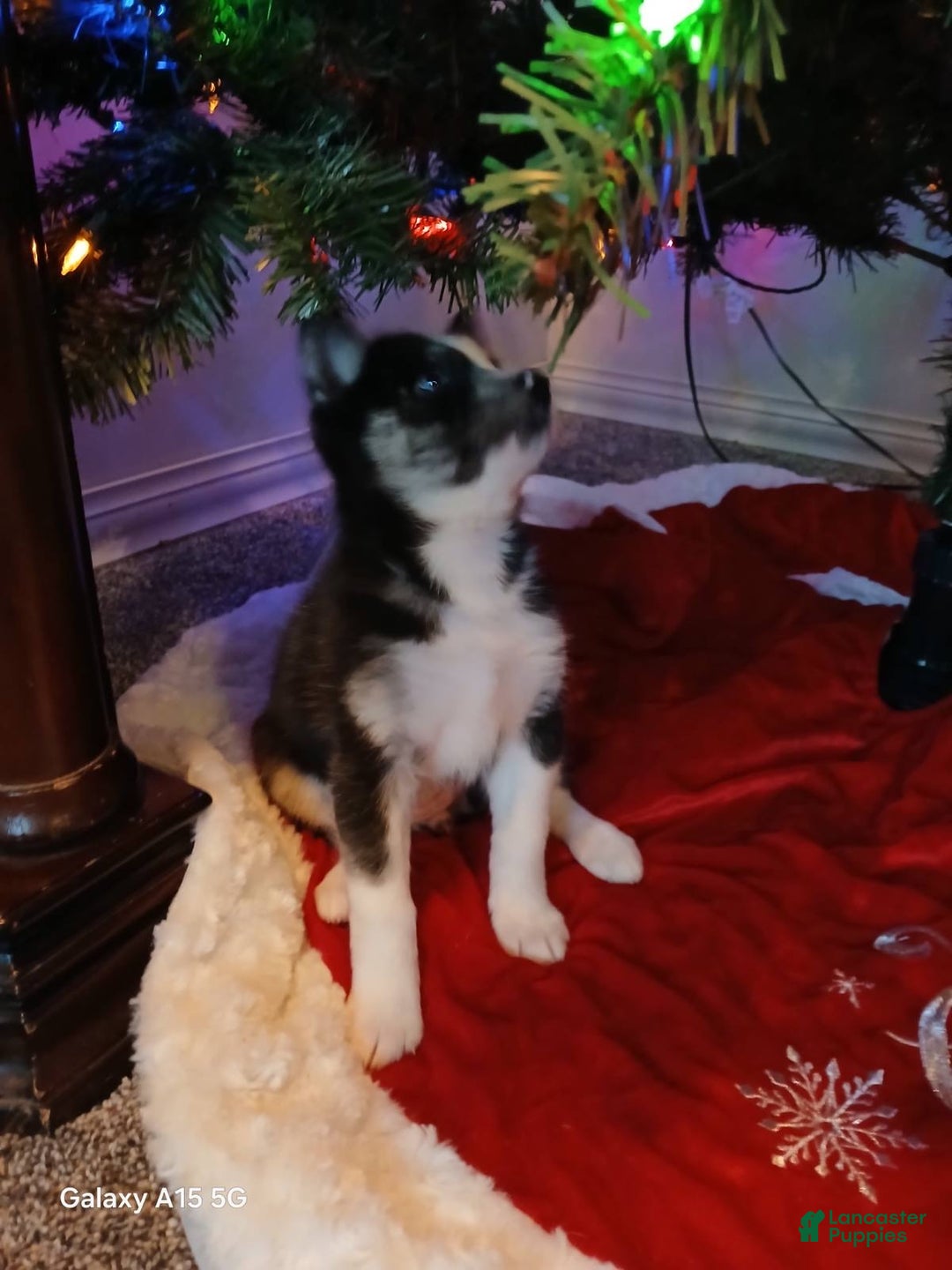 Pomsky dogs for sale: Pomsky Puppy 6 - Ad 3