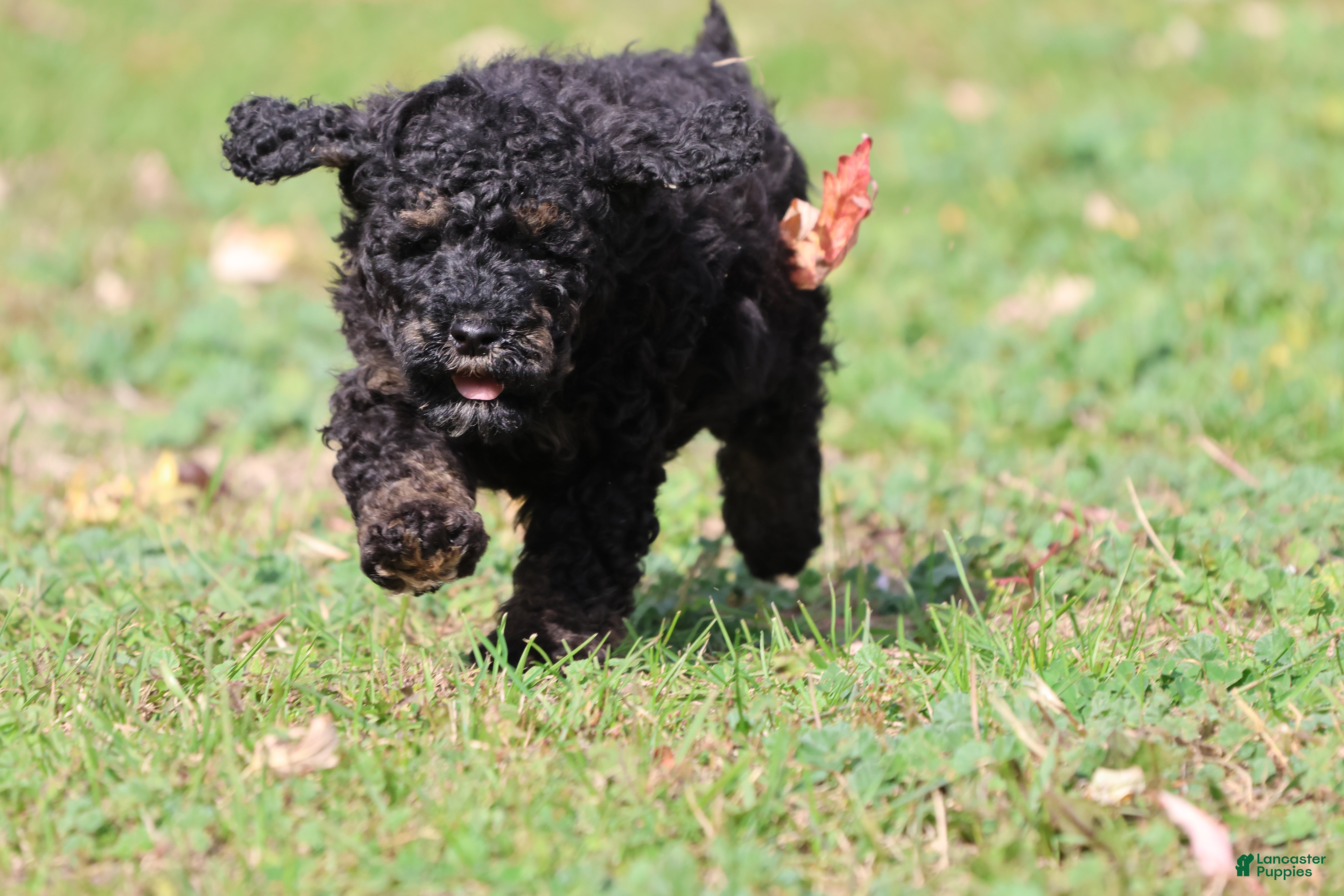 Mini Bernedoodle dogs Rosco - Ad 2