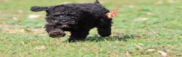 Mini Bernedoodle dogs for sale: Rosco - Ad 2