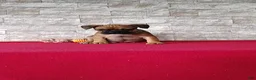 Mixed Breed dogs for sale: Brock - Ad 3
