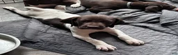 German Shorthaired Pointer dogs for sale: Noble - Ad 5