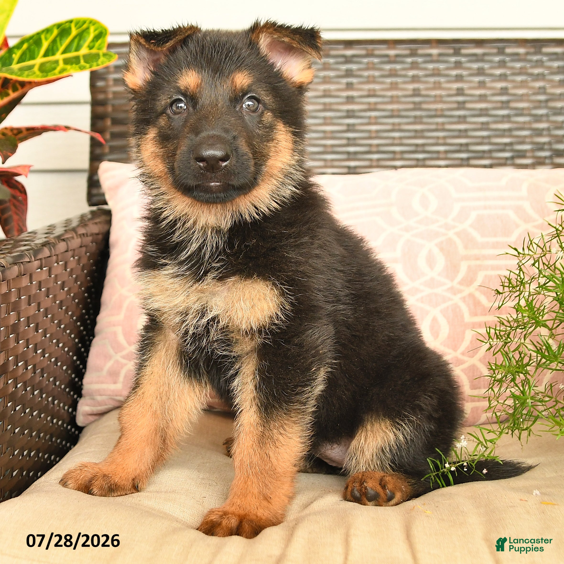 German Shepherd dogs Lexi  - Ad 2