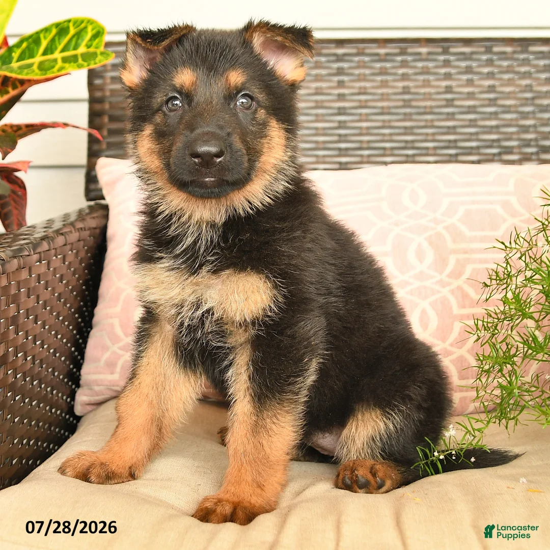 German Shepherd dogs for sale: Lexi  - Ad 2