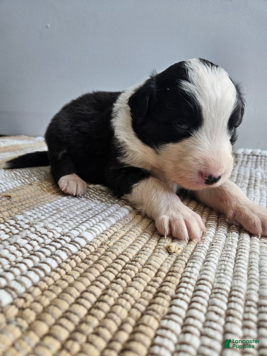 Australian Shepherd dogs for sale: Cooper - Ad 2