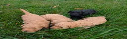 Cavapoo dogs for sale: Latte - Ad 8