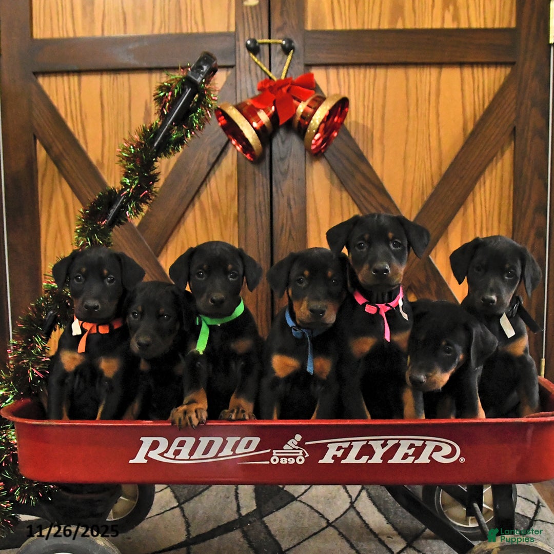 Doberman Pinscher dogs for sale: Murray - Ad 5