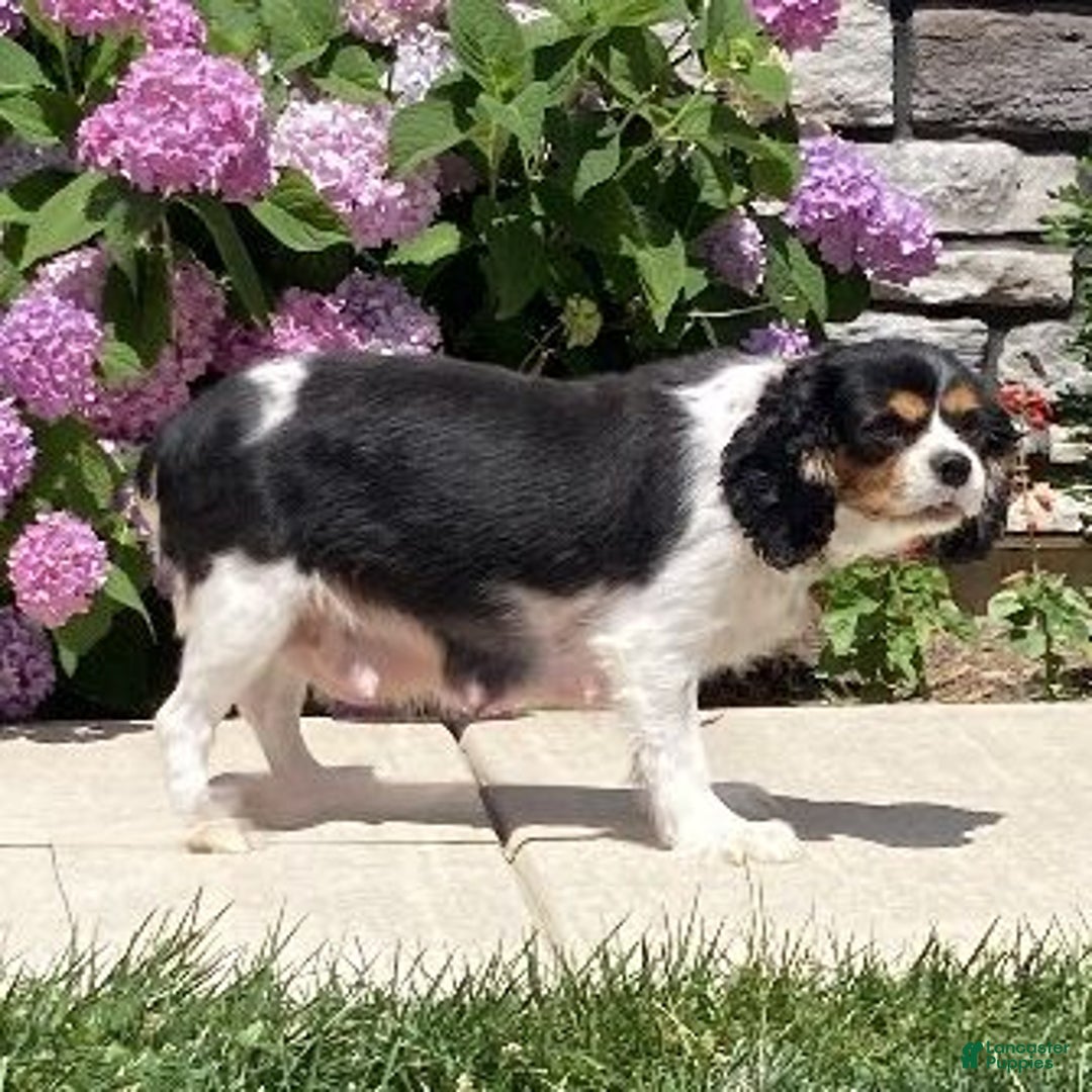 Cavalier King Charles Spaniel dogs for sale: Gwen - Ad 11