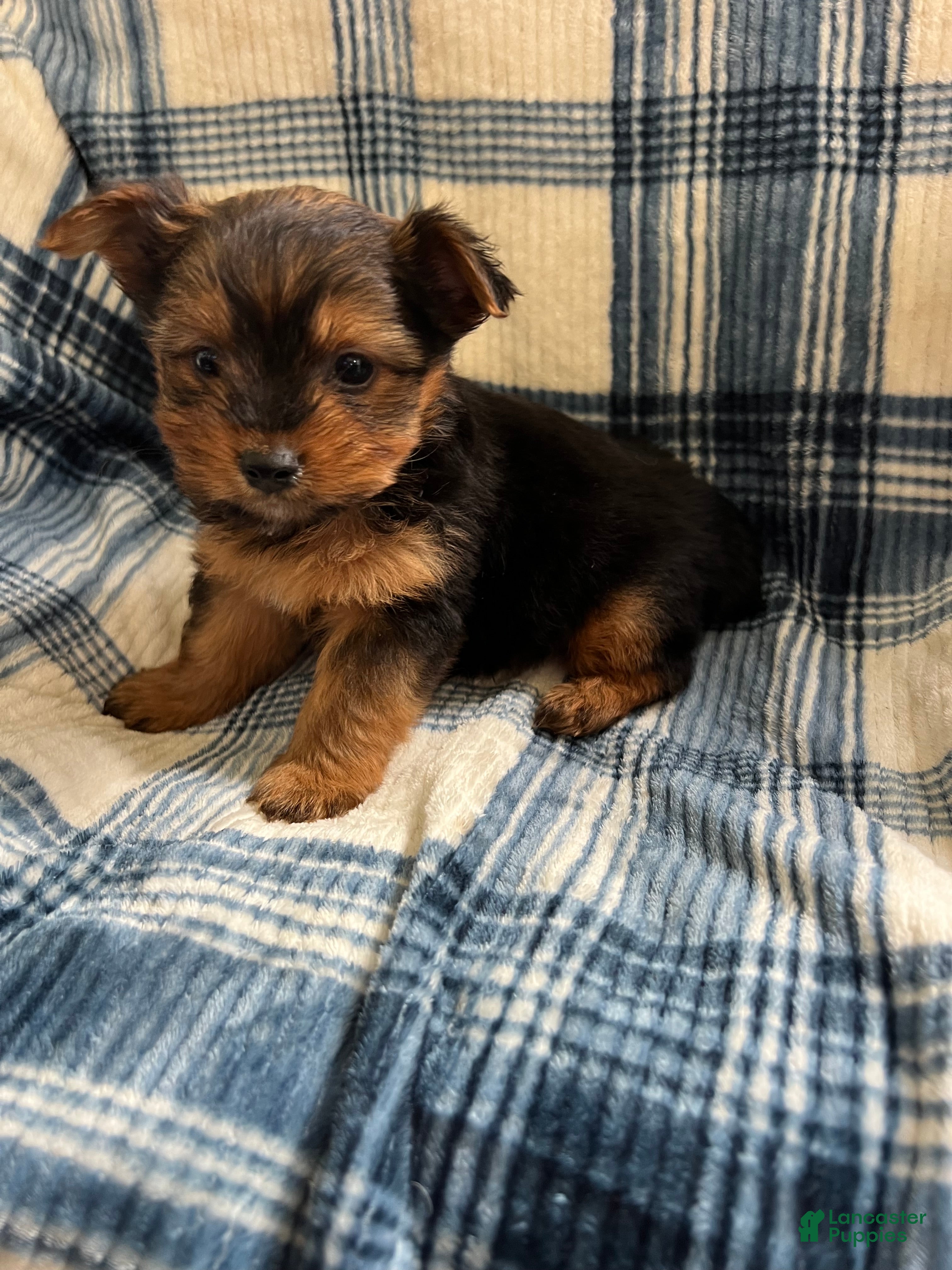 Yorkshire Terrier dogs Yorkshire -Tiny TIM - Ad 1