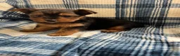 Yorkshire Terrier dogs for sale: Yorkshire -Snipper - Ad 1