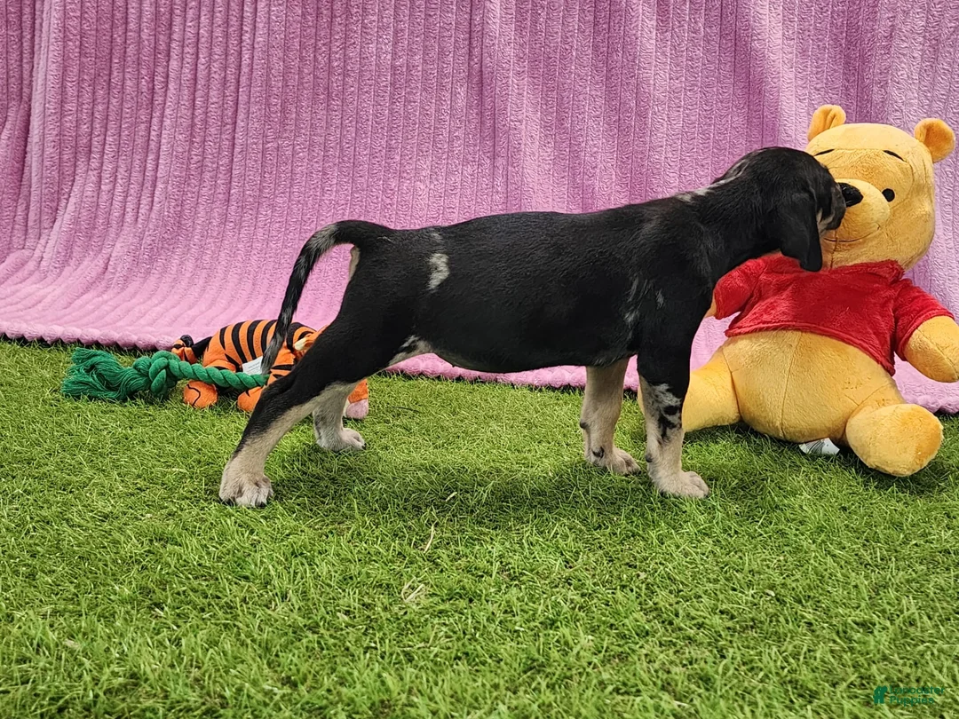 Catahoula Leopard Dog dogs for sale: Tess 2025 Female 4 - Ad 3