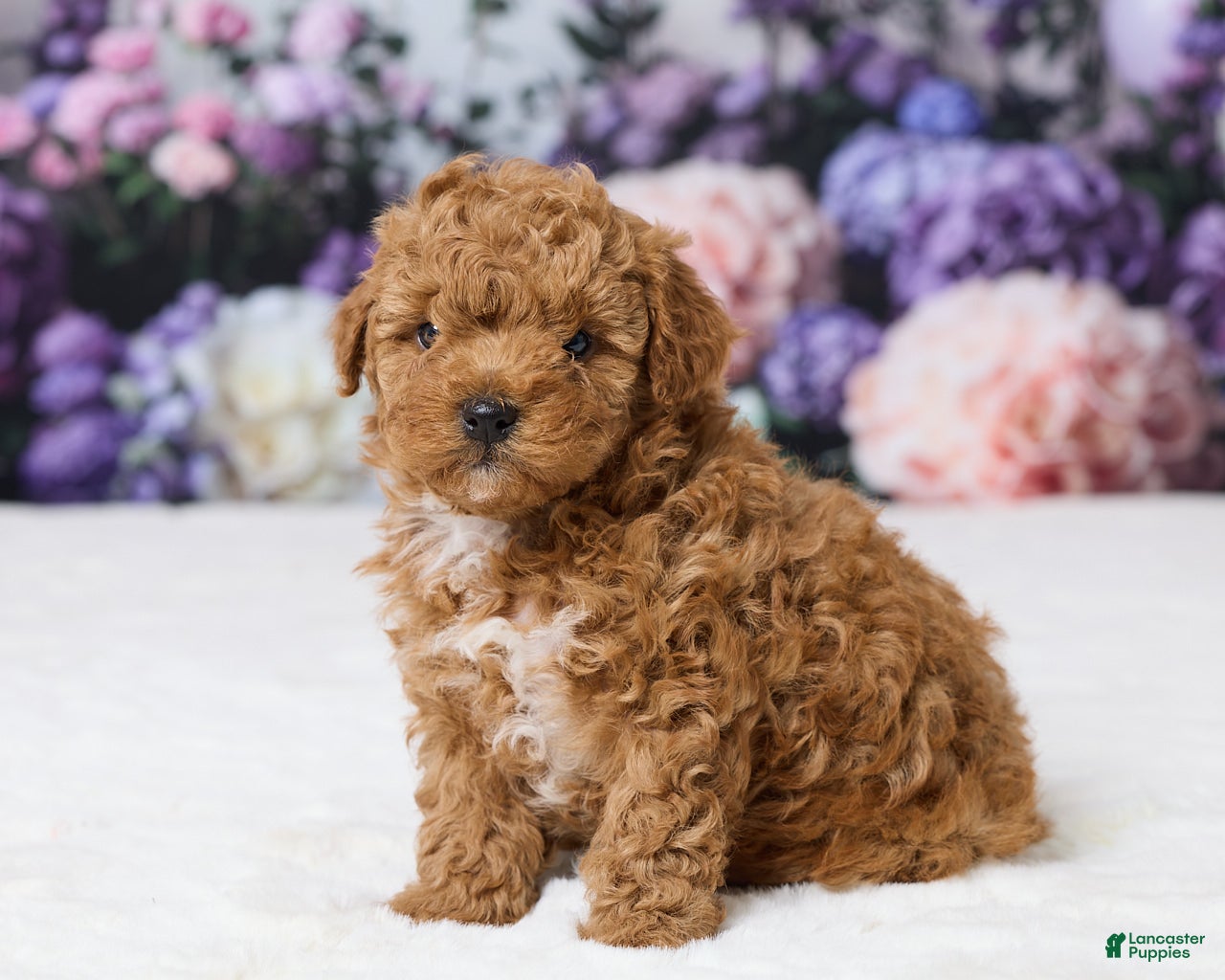 Miniature Poodle dogs Tommy - Ad 2