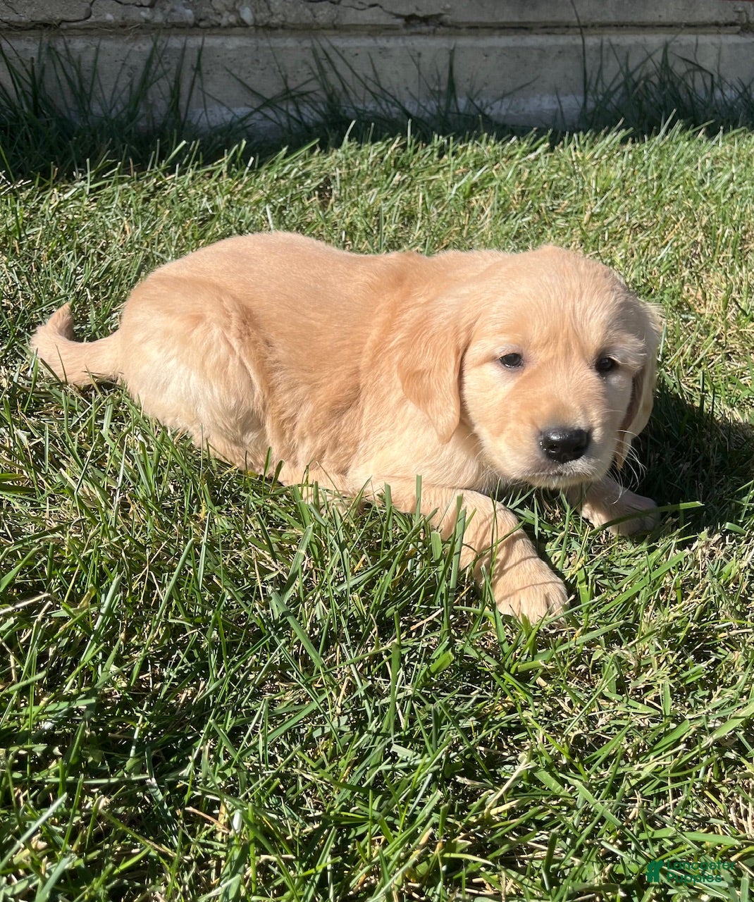 Golden Retriever dogs Max - Ad 14