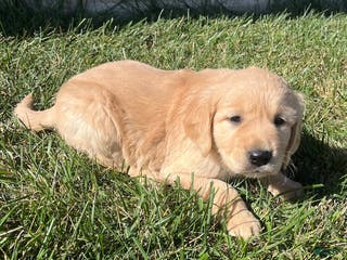 Golden Retriever dogs Max - Ad 14