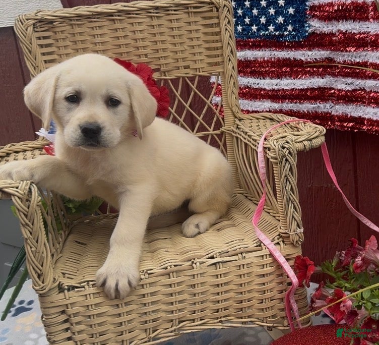 Labrador Retriever dogs for sale: Labrador Retriever Puppy 6 - Ad 6