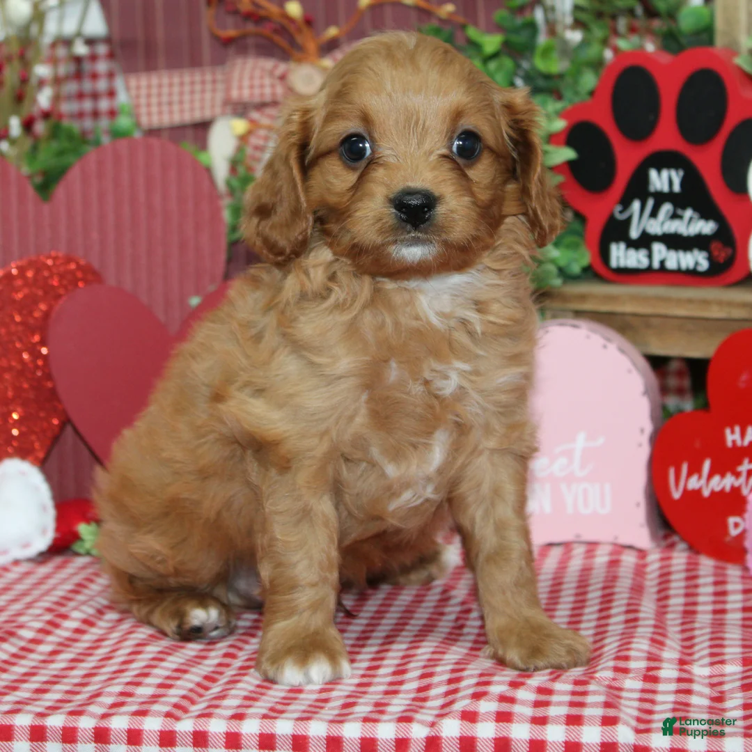 Cavapoo dogs for sale: Nash - Ad 1