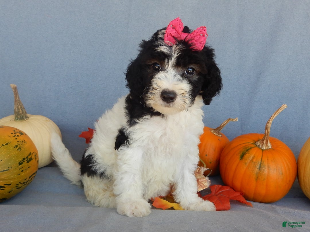 Sheepadoodle dogs for sale: Panda (medium) - Ad 62