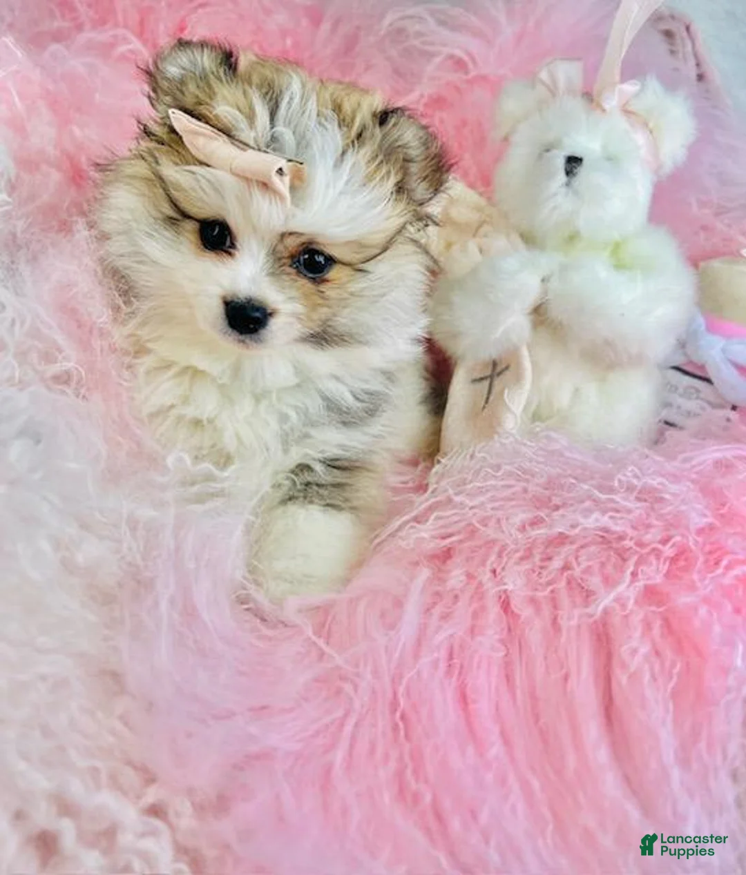 Pomeranian dogs for sale: Pomeranian Puppy 2 - Ad 2