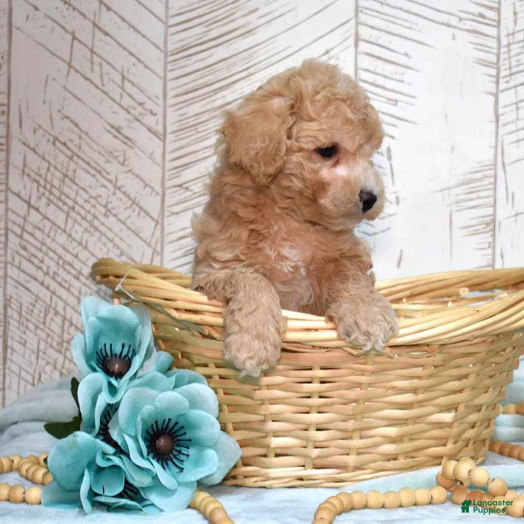 Bichpoo dogs for sale: Drift  - Ad 2