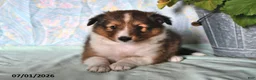 Shetland Sheepdog dogs for sale: Zander - Ad 2