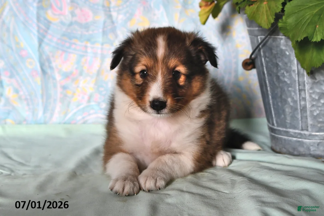 Shetland Sheepdog dogs for sale: Zander - Ad 2