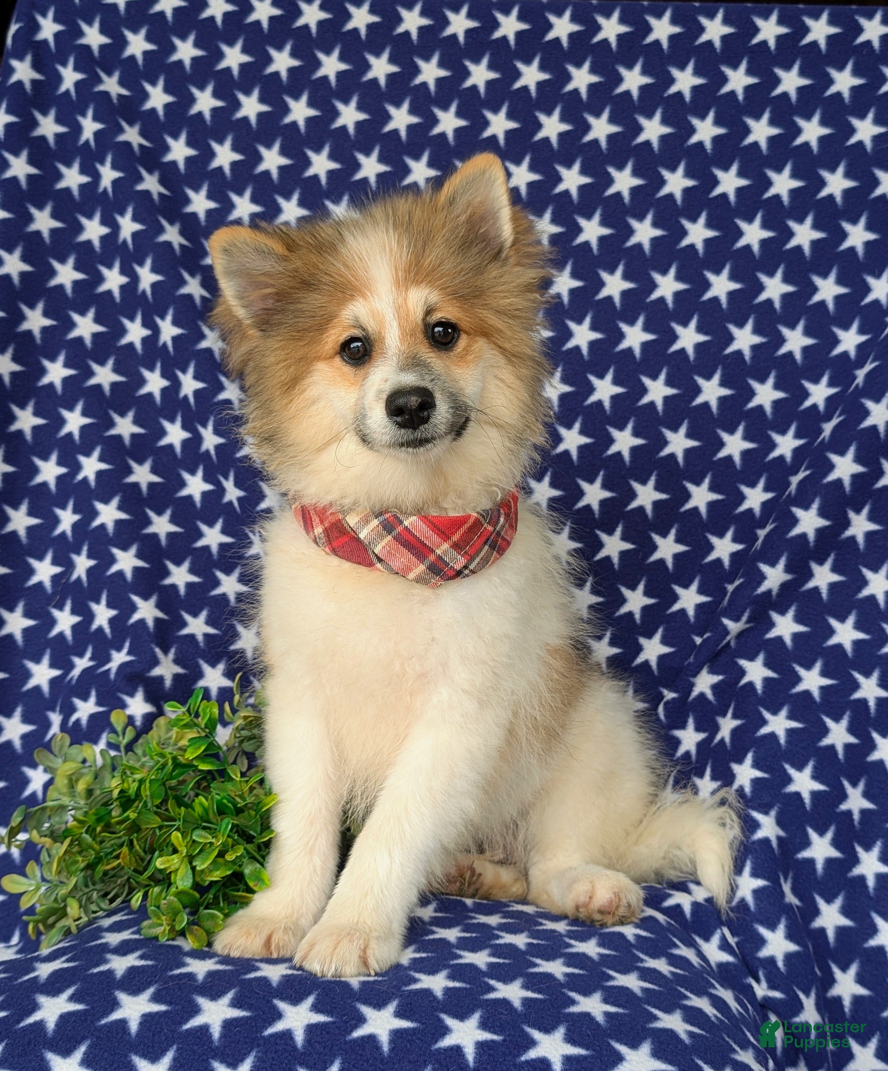 Pomeranian dogs Bigsby - Ad 1