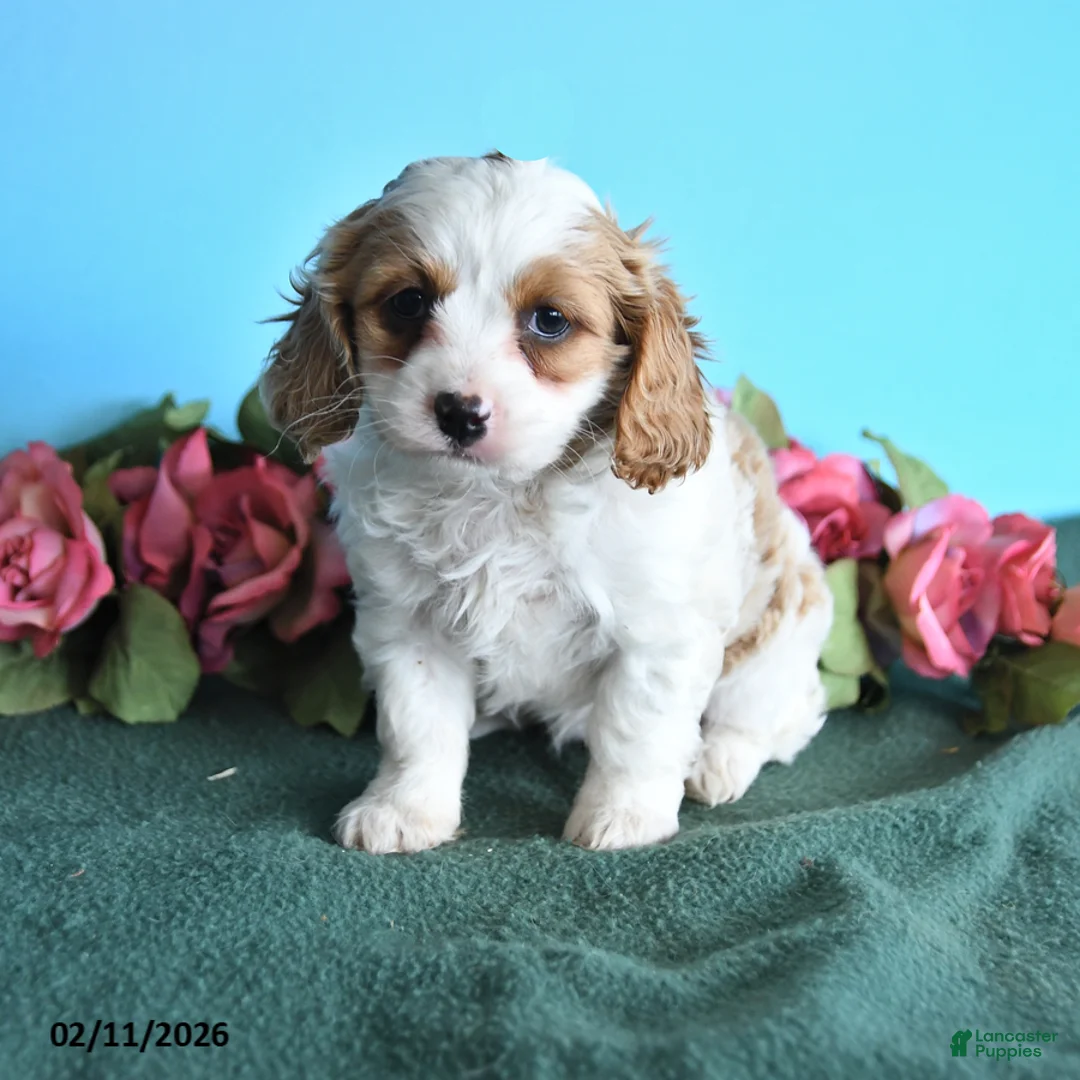 Cavapoo dogs for sale: Elsa - Ad 6