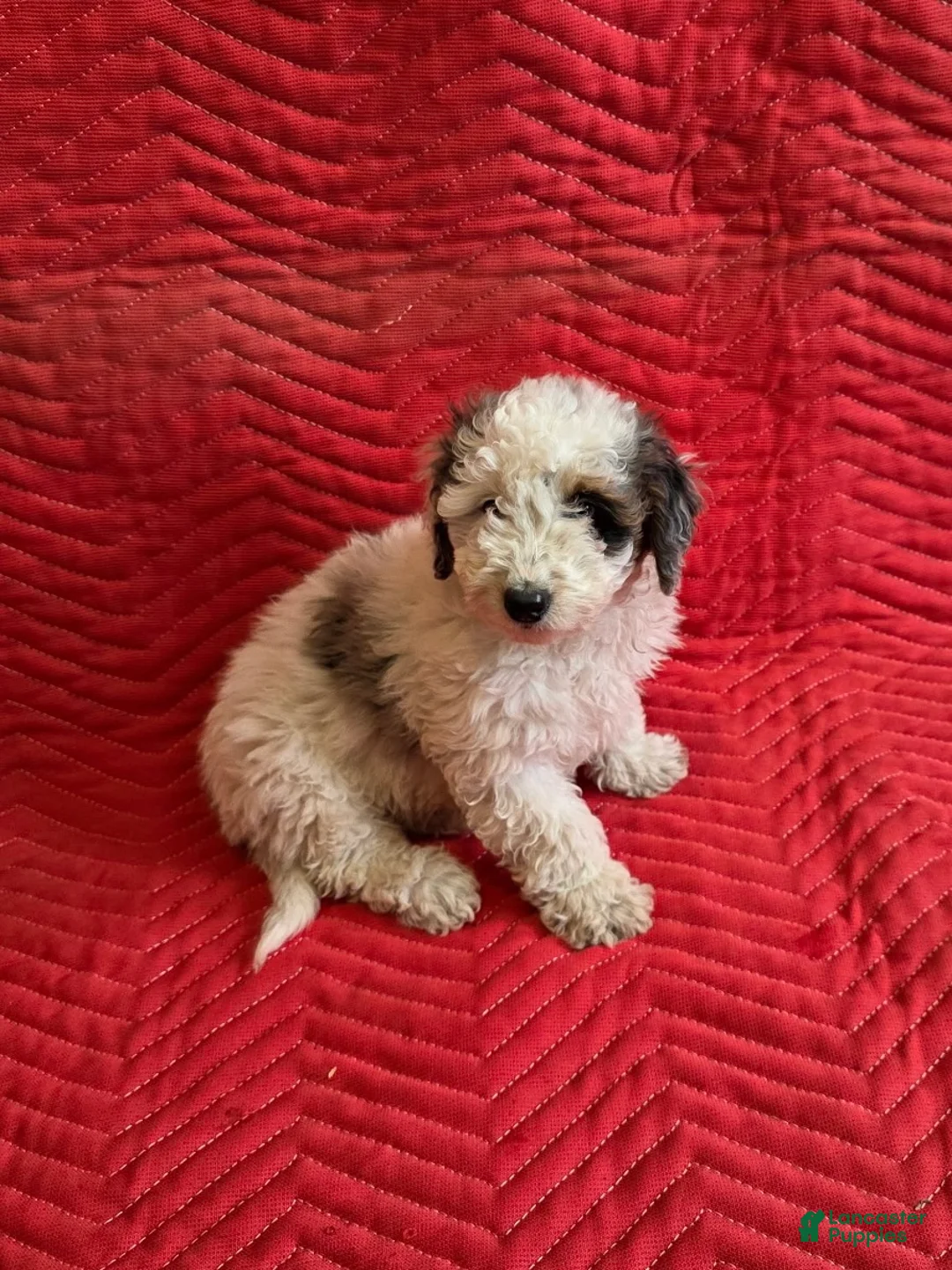 Mini Goldendoodle dogs for sale: Bruno - Ad 1