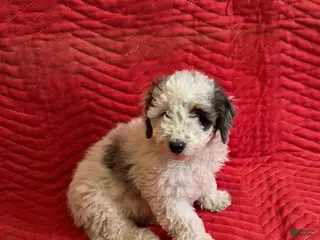 Mini Goldendoodle dogs Bruno - Ad 24