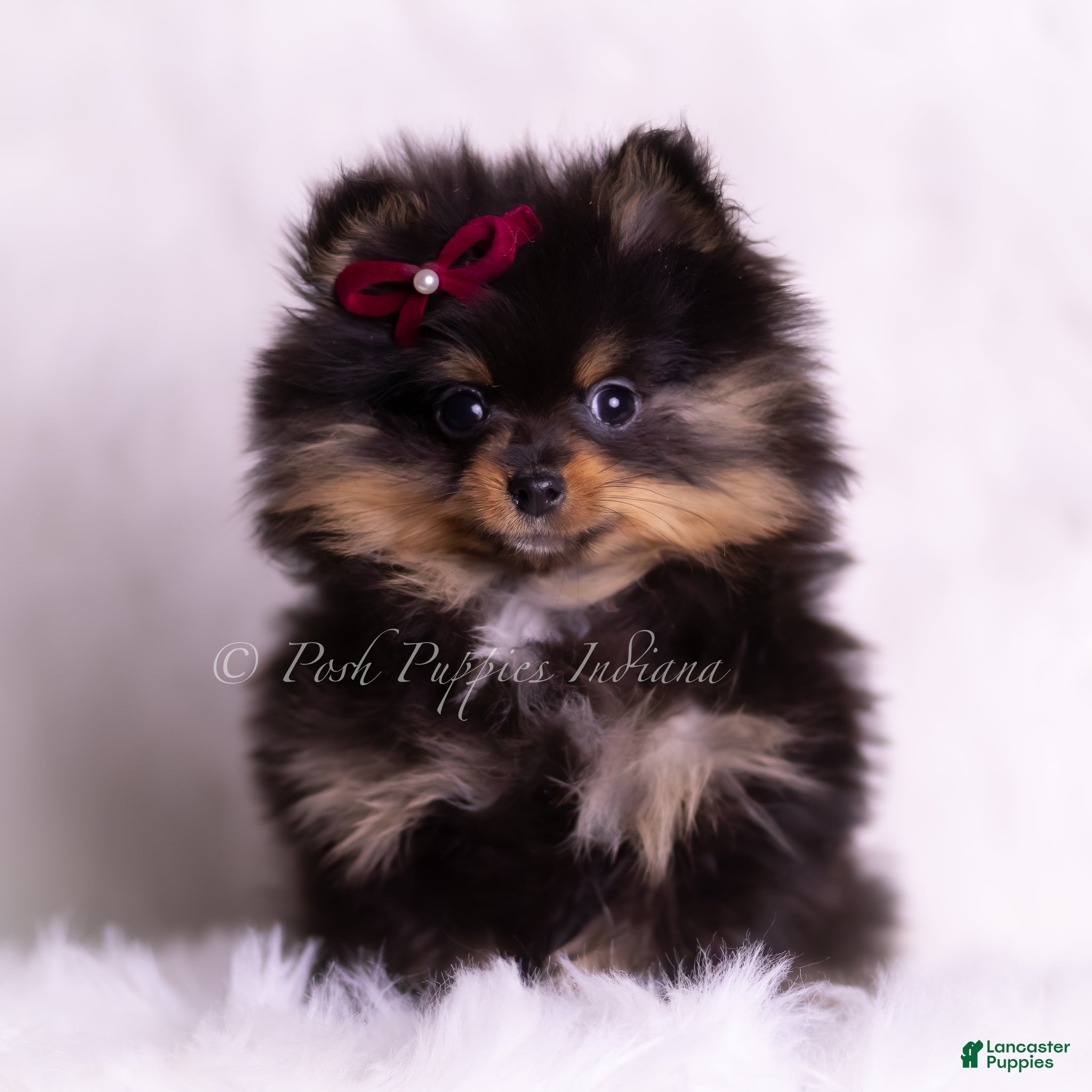 Pomeranian dogs Teacup Littlebit - Ad 1