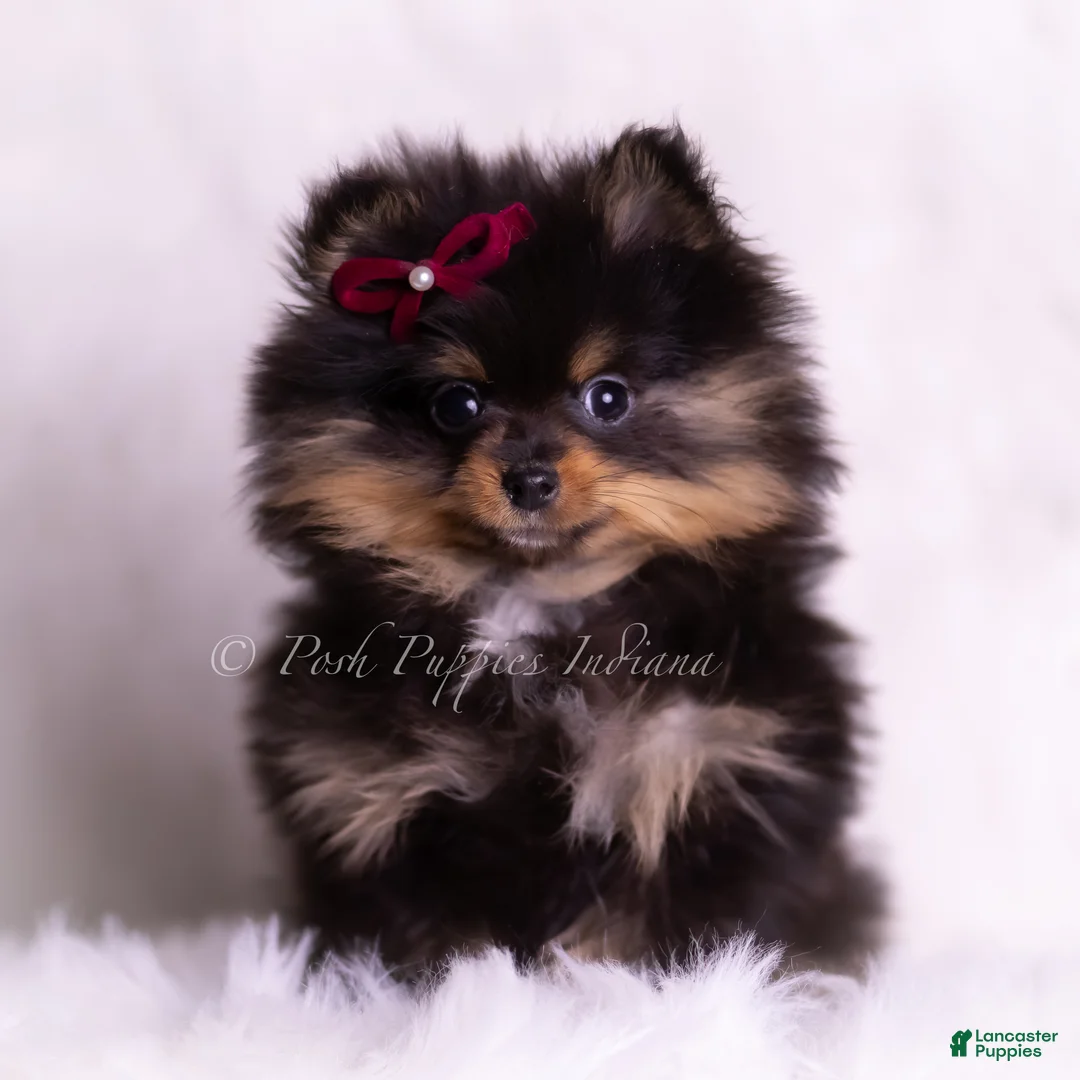 Pomeranian dogs for sale: Teacup Littlebit - Ad 1
