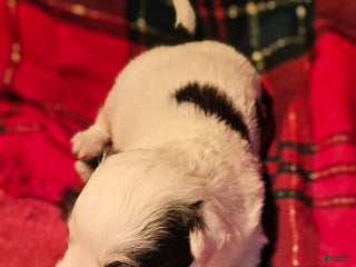 Chihuahua dogs Elmo - Ad 34