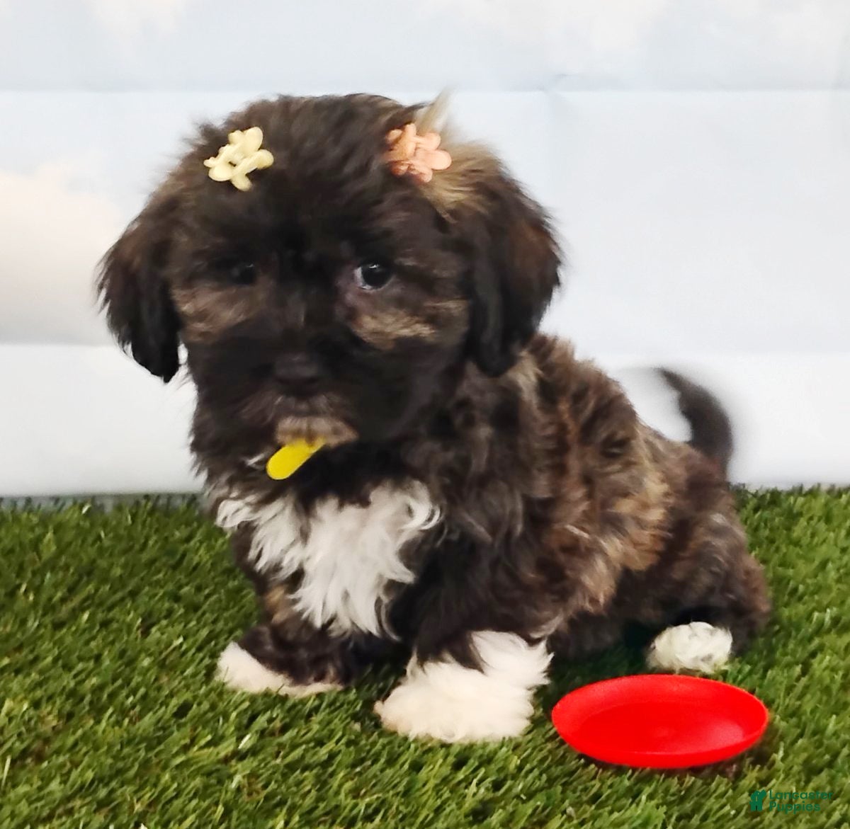 Mixed Breed dogs for sale: Emerald - Ad 2