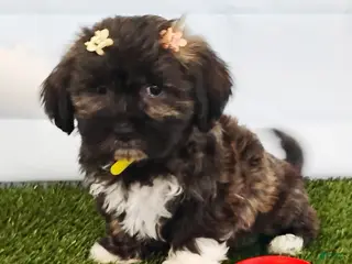Mixed Breed dogs for sale: Emerald - Ad 2