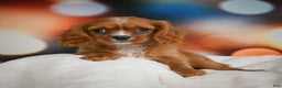 Cavalier King Charles Spaniel dogs for sale: Candy - Ad 2