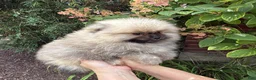 Pomeranian dogs for sale: Max - Ad 3